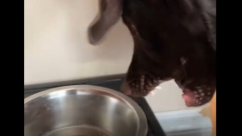 Dog tries sparkling water