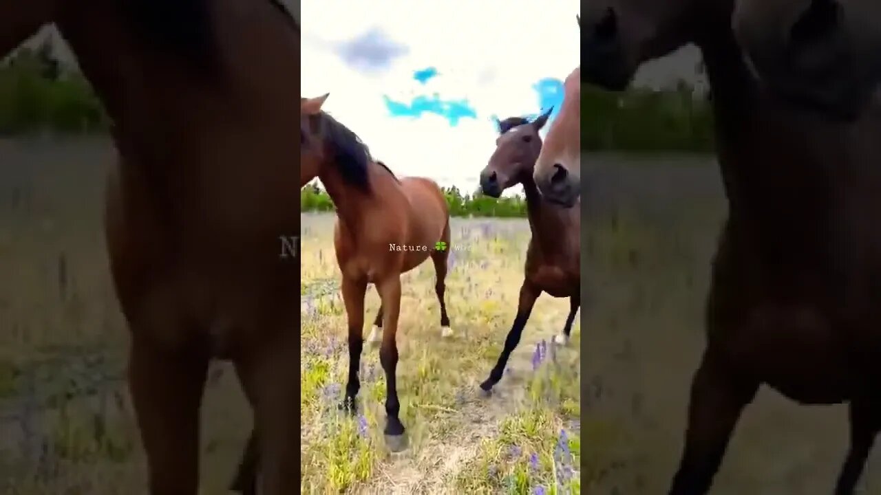 प्यारे-प्यारे घोड़े😘Cute Horse👈