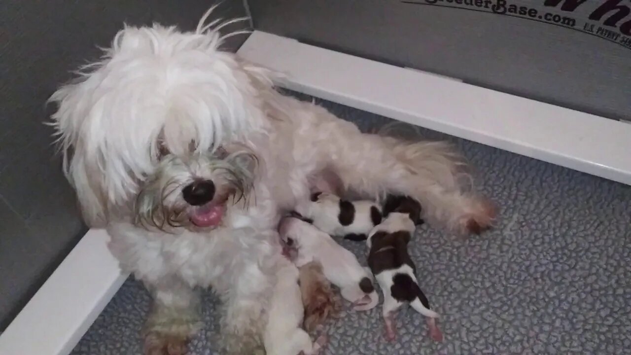 F Litter has arrived 10/5(3)