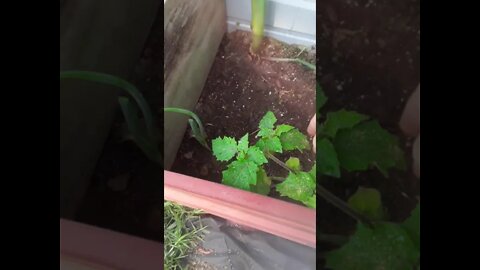 Happy Independence Day 2021