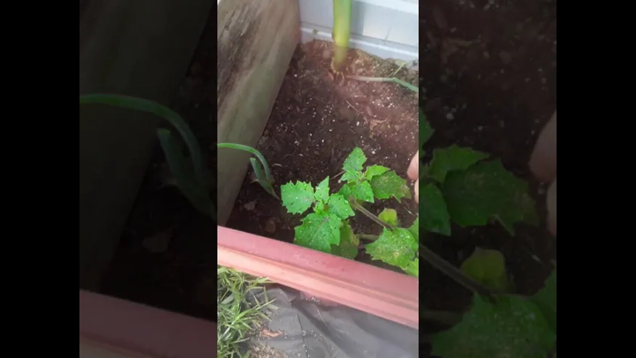 Happy Independence Day 2021