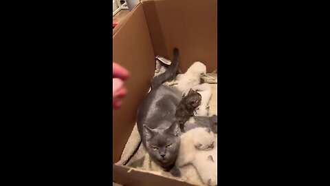 mother cat fight for her baby