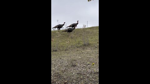 Turkeys on the Roadside