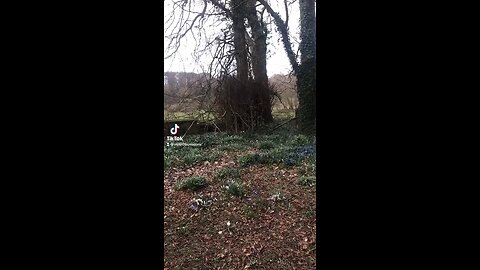 Uk bird sanctuary in a graveyard 🪦