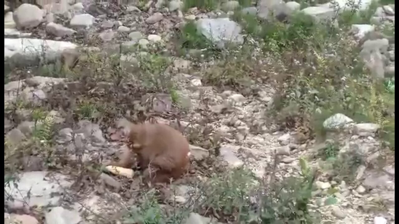 Feeding Injured Monkey