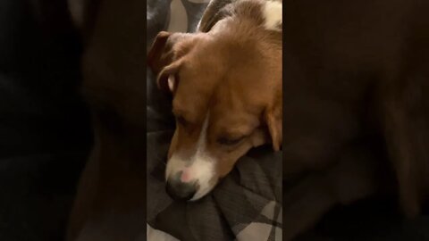 Banchee the Beagle Pure Laziness #Shorts
