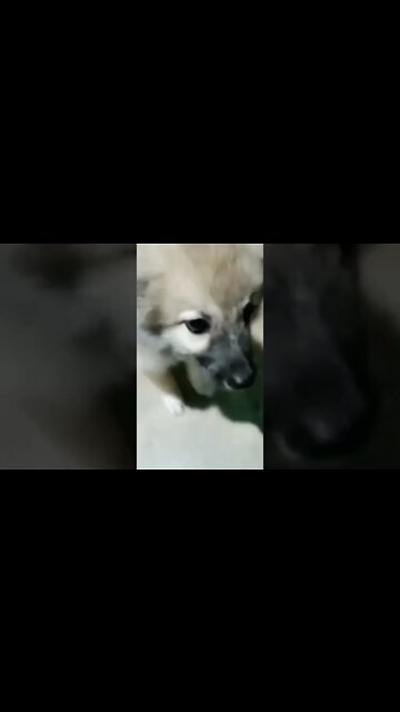 so cute puppy 🥰 | puppy of sourav joshi |#shorts #souravjoshivlogs #dogs #puppy #firstshortvideo