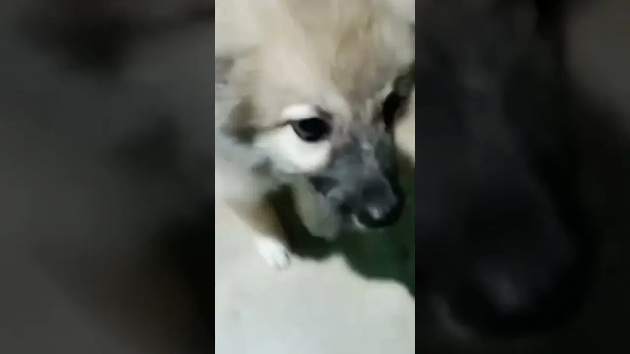 so cute puppy 🥰 | puppy of sourav joshi |#shorts #souravjoshivlogs #dogs #puppy #firstshortvideo