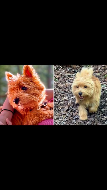 Adventurous Pups Love Exploring The Forest