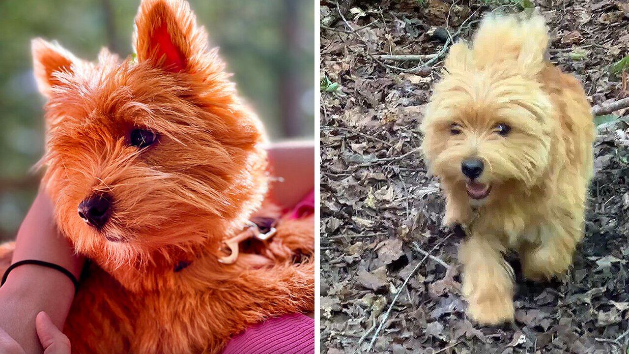 Adventurous Pups Love Exploring The Forest