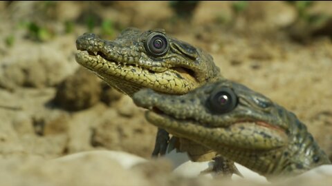 Spy crocodile🐊. Sneaky croc camera captures incredible footage|spy in the world.