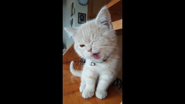 Try not to laugh🤣 Funny animals😹‖