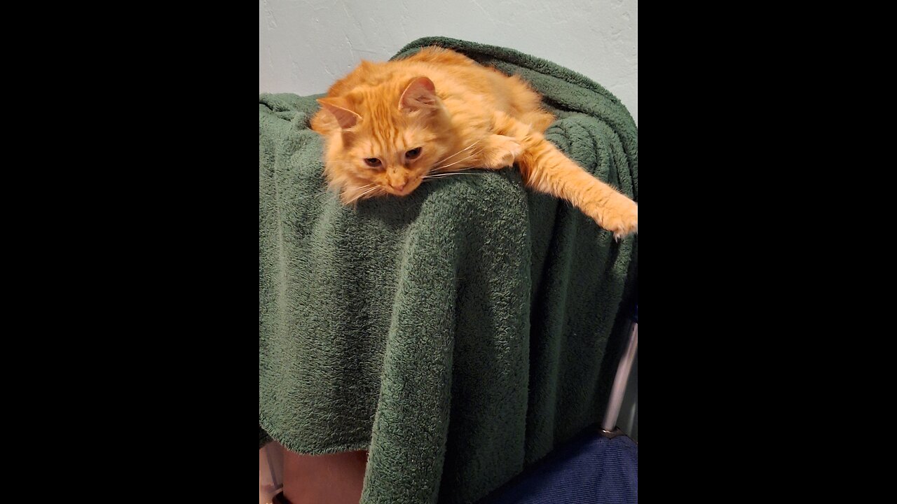 cat fall