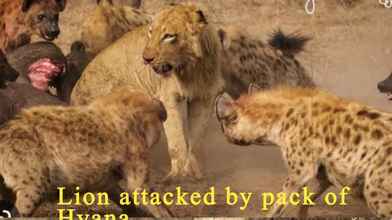 A Lion attacked by pack of hyana forest life