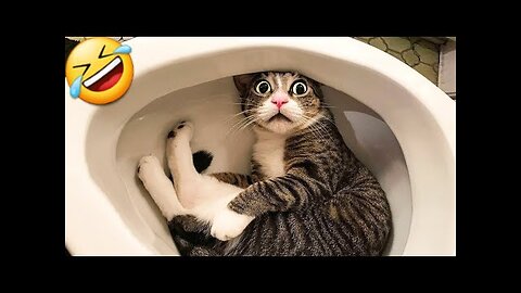 Funny Cats Dogs Funny Animal Videos Try Not To Laugh Animals