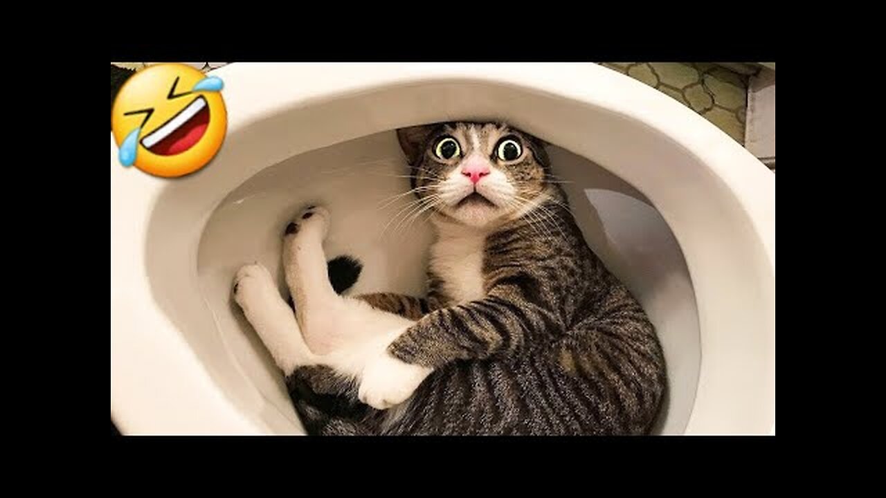 Funny Cats Dogs Funny Animal Videos Try Not To Laugh Animals
