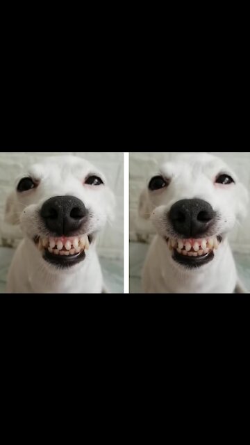 Dog Gives A Very Funny Smile