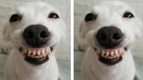 Dog Gives A Very Funny Smile