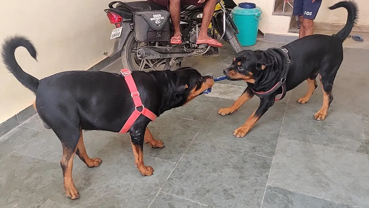 Who will win ?