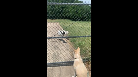 Mama Goat vs Akita