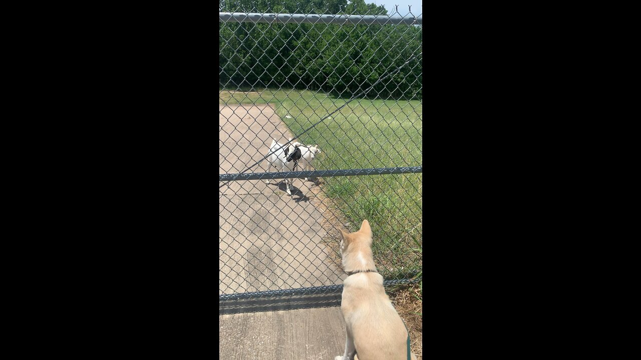 Mama Goat vs Akita