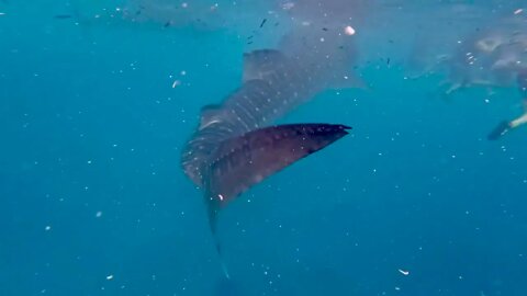 Whalesharks