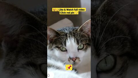 cute cat videos 😹funny videos 😂1317😻#shorts #catvideos #funnycatsvideos @🏝 تفكر في خلق الله ﷻ 🏝