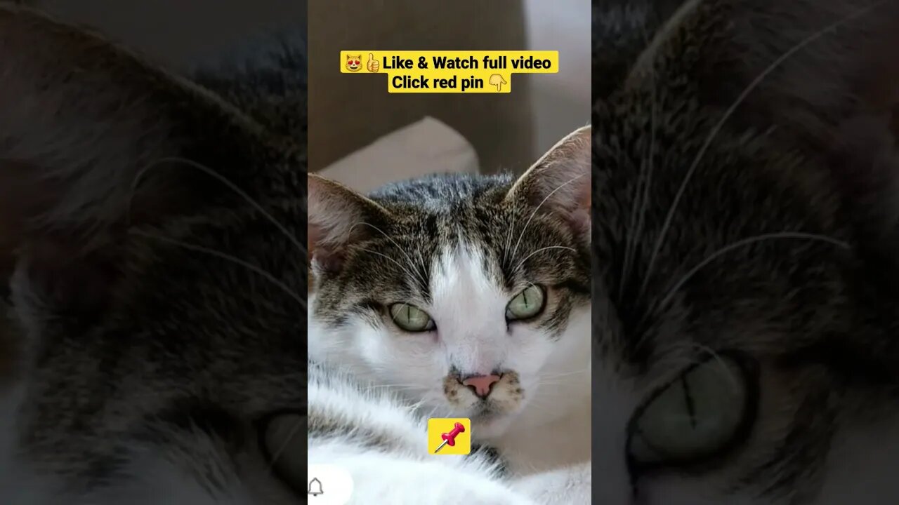 cute cat videos 😹funny videos 😂1317😻#shorts #catvideos #funnycatsvideos @🏝 تفكر في خلق الله ﷻ 🏝