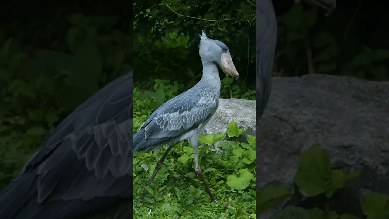 best of wild animals facts #shorts #facts