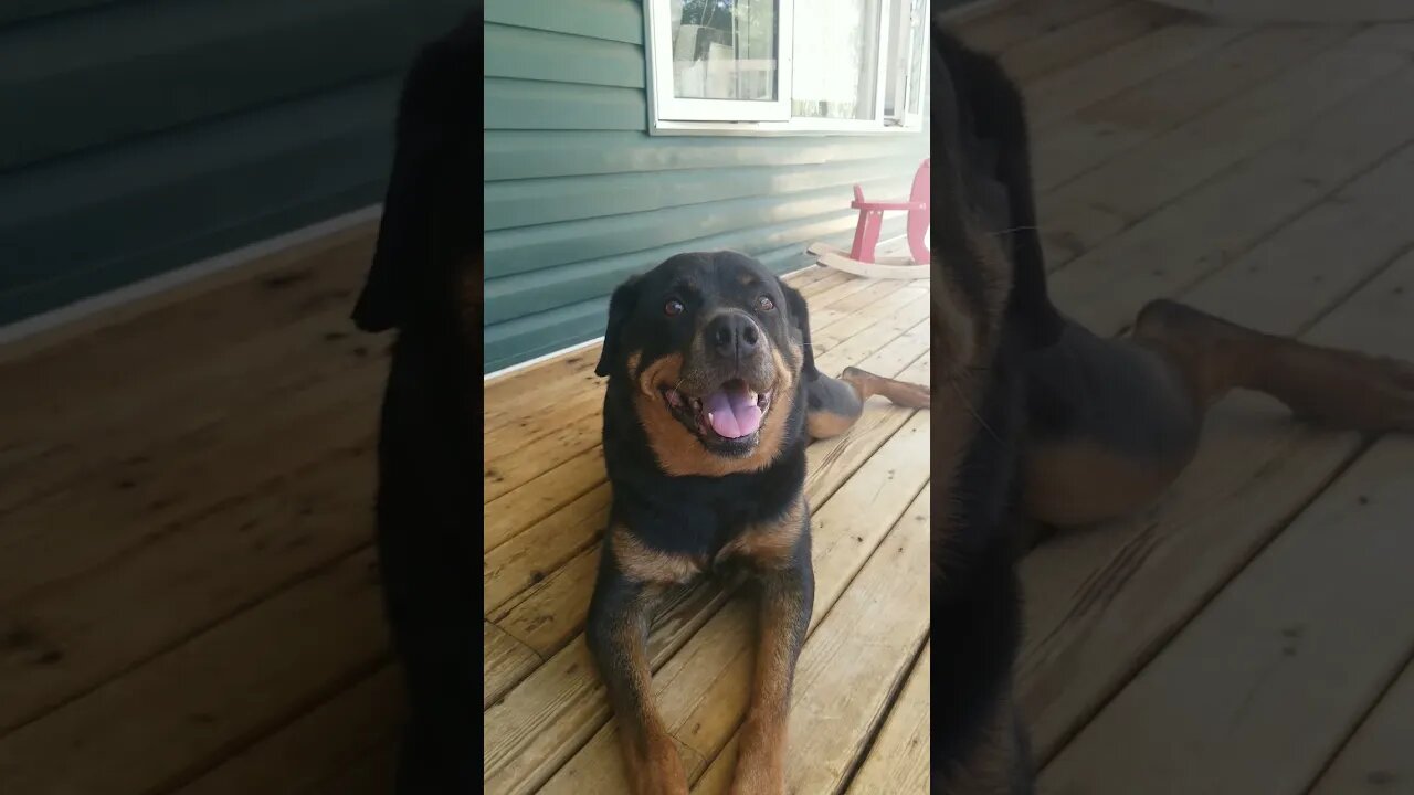 Gorgeous Rottweiler Smile 😍#Shorts #rottweiler