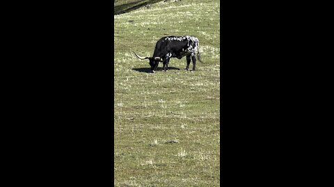 Big Bull Grazing Next to Trail