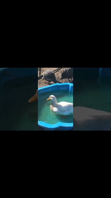 Daphne duck enjoys a swim in the wading pool