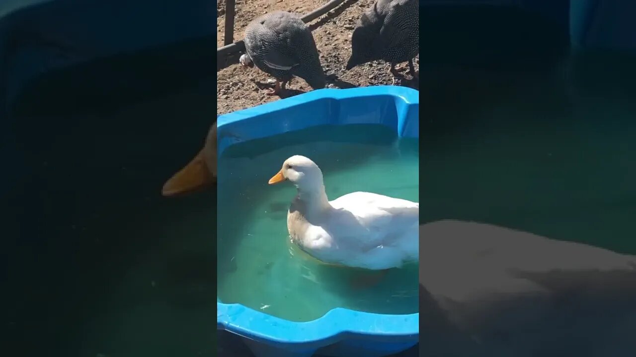 Daphne duck enjoys a swim in the wading pool