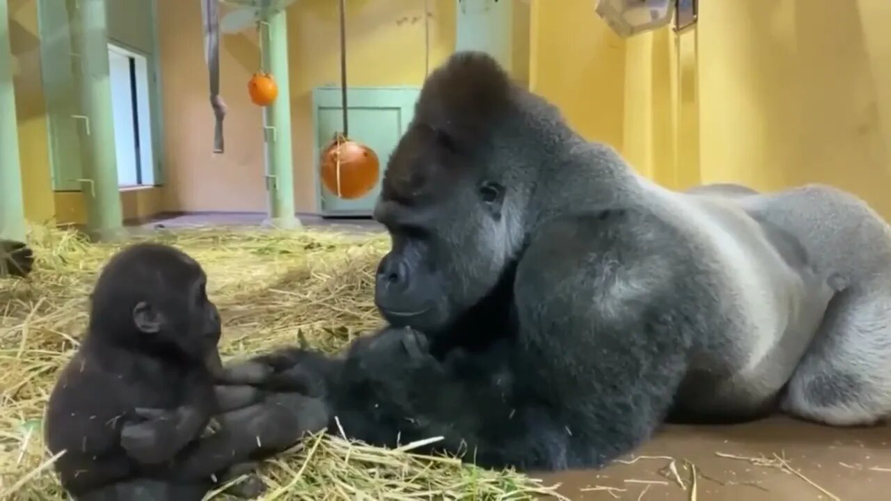 Silverback (Momotaro) observing his baby son