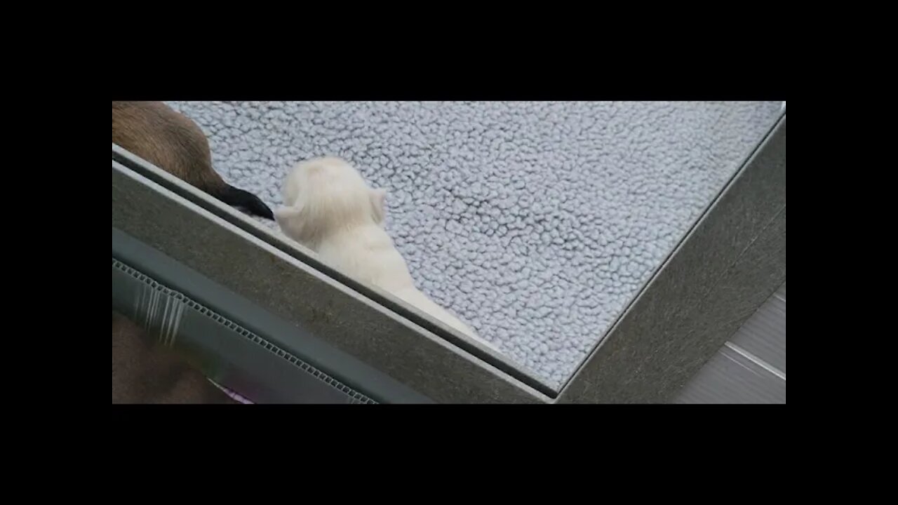 O Litter - 2 weeks & 2 Days Old (2)