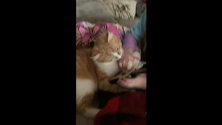 Orange Kitty plays guitar