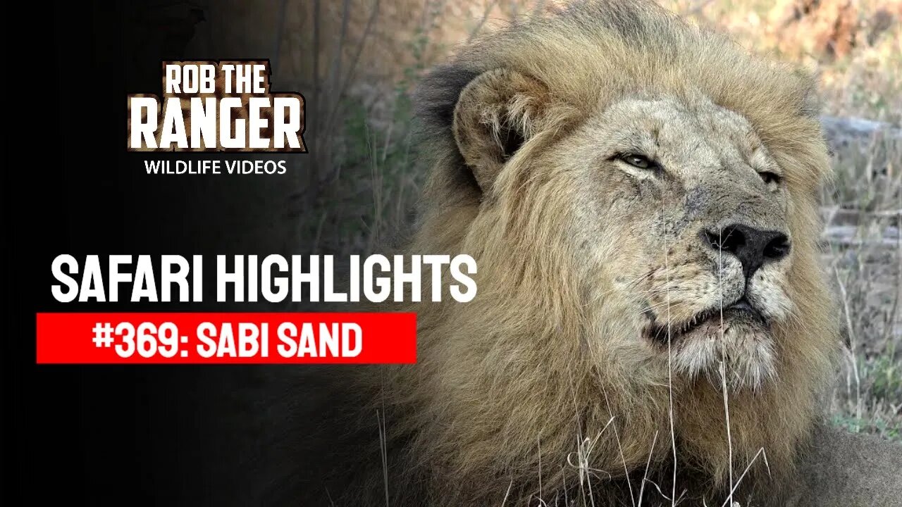 Safari Highlights #369: 06 - 09 October 2015 | Sabi Sand Nature Reserve | Latest Wildlife Sightings