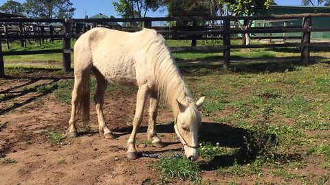 Halo returned from the trainers - Video after I spent some time handling her and trust building