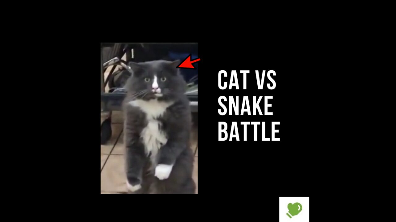 Cat vs Snake Battle