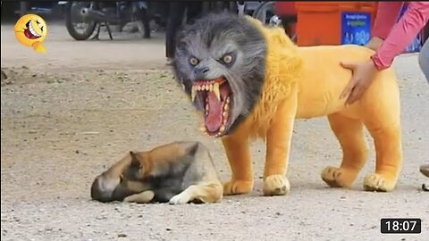 Funny Dog Video, Prank Dog Funny & fake Lion and Fake Tiger Prank To dog & Huge Box Prank to dog