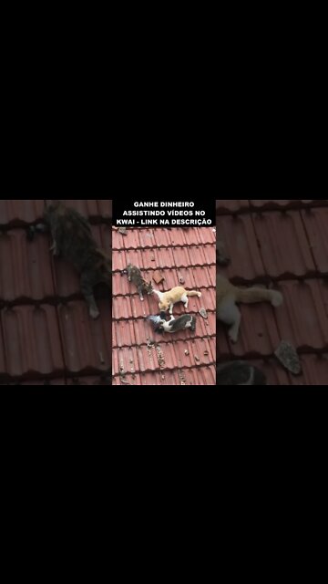 o barulho no telhado tá explicado