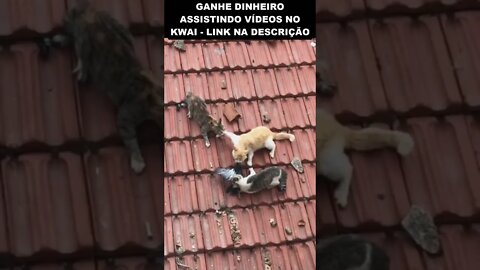 o barulho no telhado tá explicado