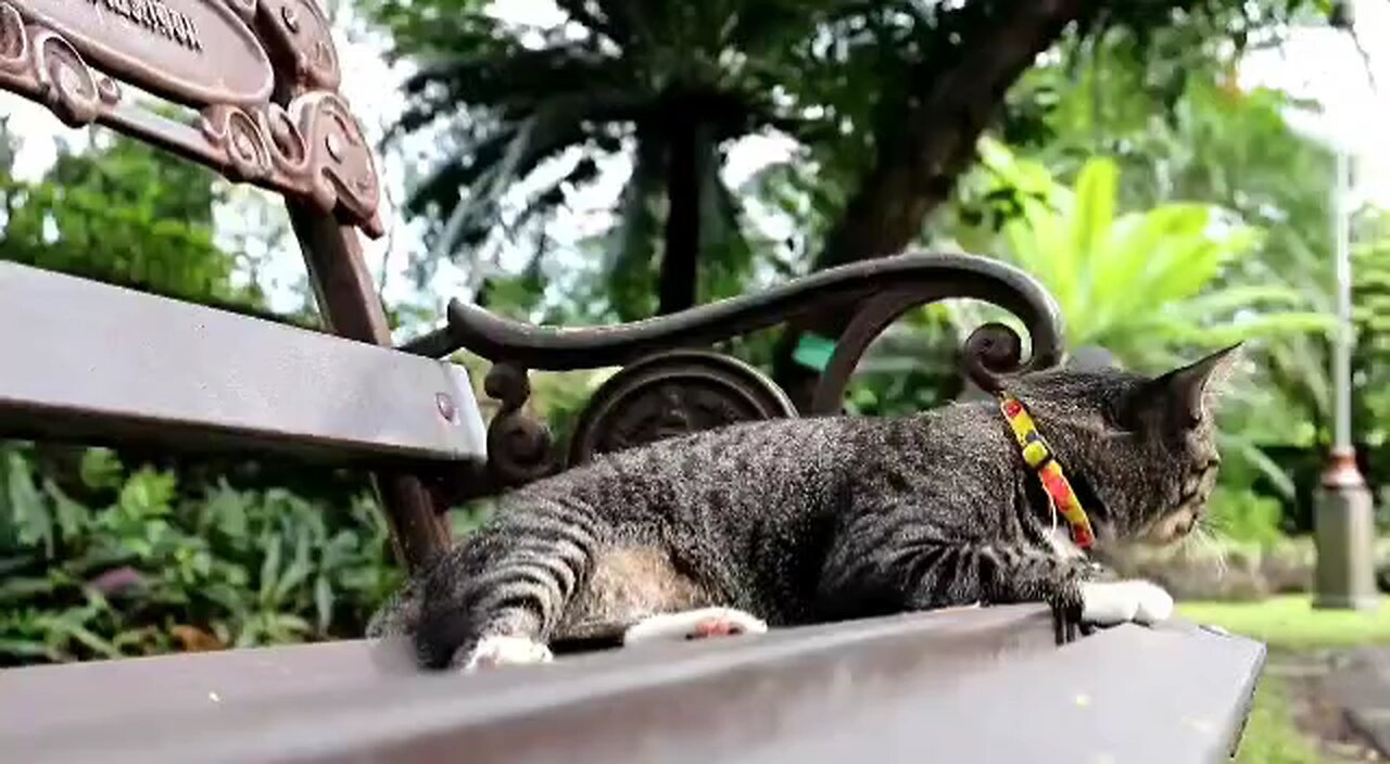 #2.Cute Baby Animals Videos Compilation - Funny and Cute Moment of the Animals Cutest Animals 2023