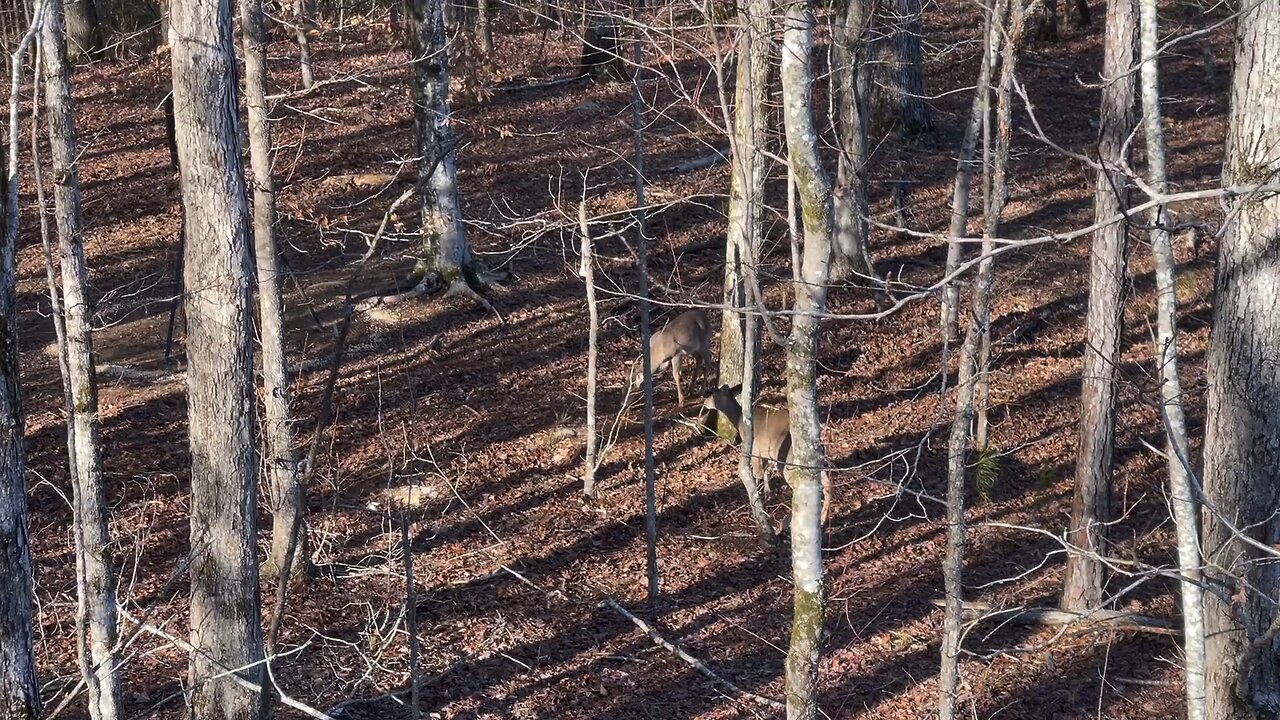 Wahuhi Hunts - Rattlesnake Hill - Feb. 5, 2024