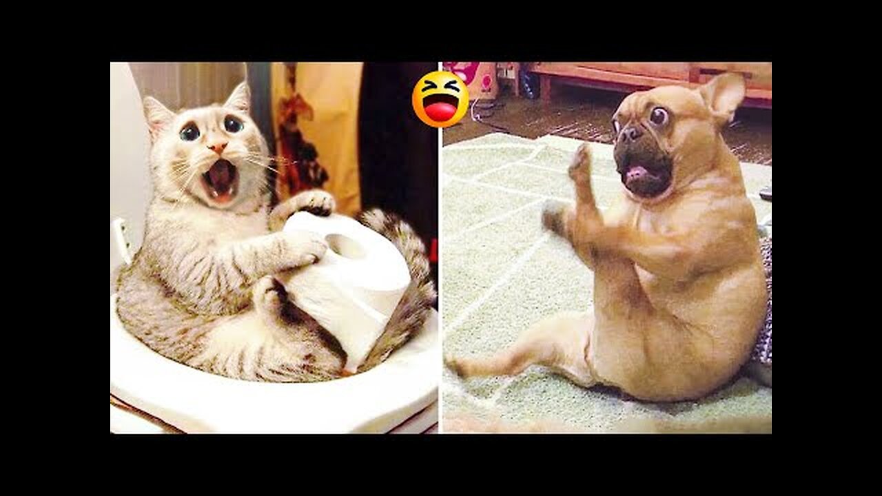 Funniest Animals Video Funny Dogs And Cats Try Not To Laugh Animals 2022 6 Animal tube