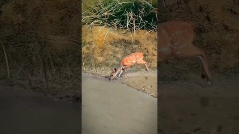 nunca foi tão arriscado beber água 😱😱
