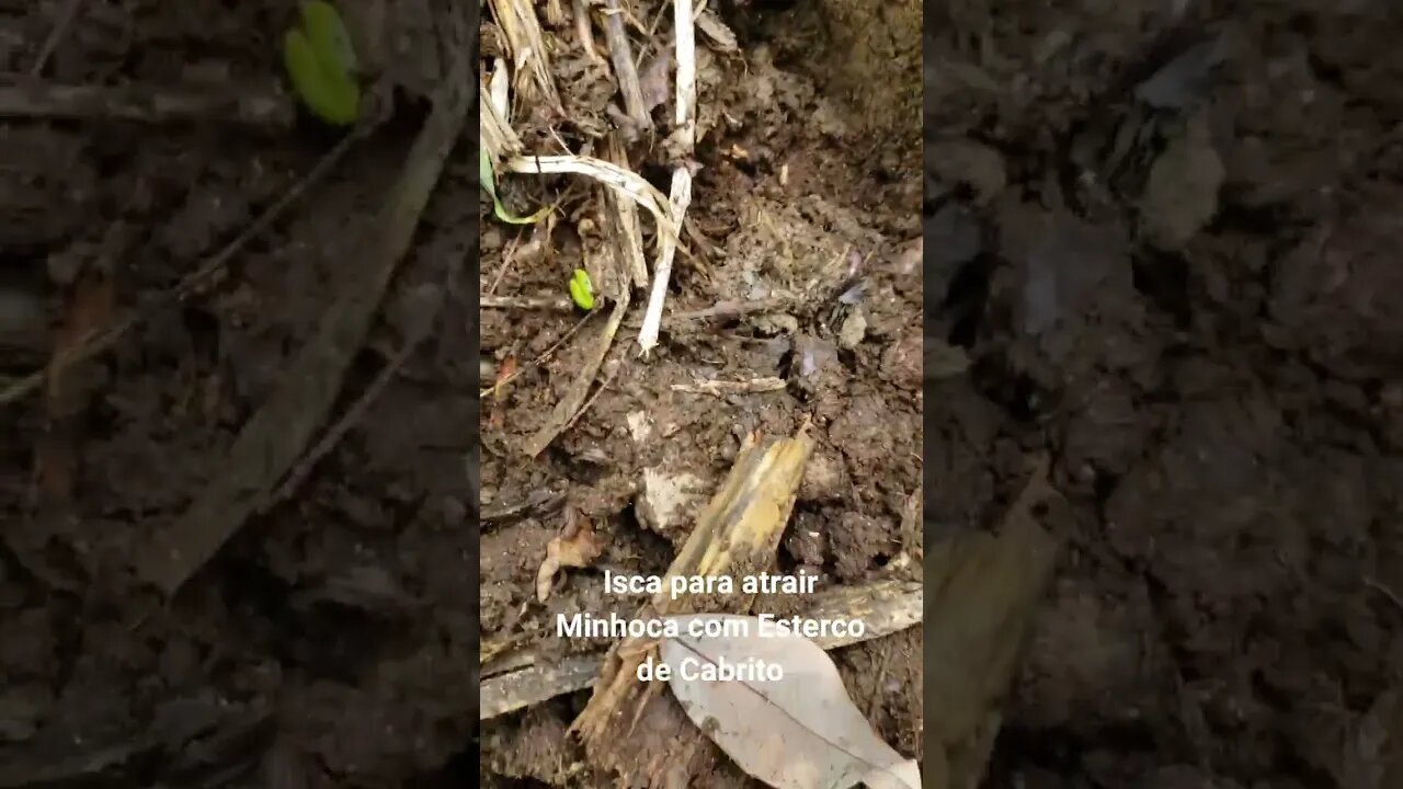 Isca para atrair minhocas com esterco de cabrito.