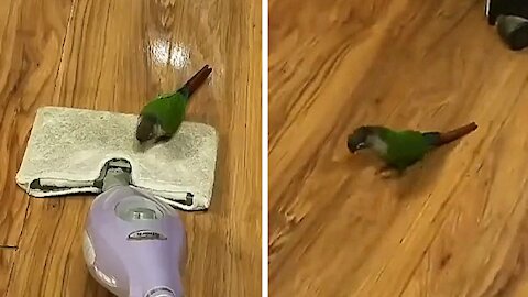 Bird on the squeegee While a woman cleans the house