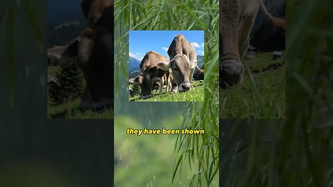 Cows Have Best Friends!