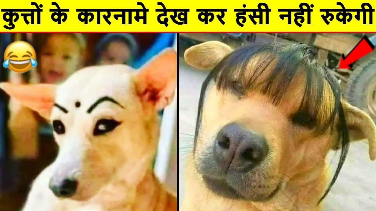 इन जानवरों ने तो मौज कर दी | Indian Animals Dog Cat funny videos 2021 | Funniest Animals